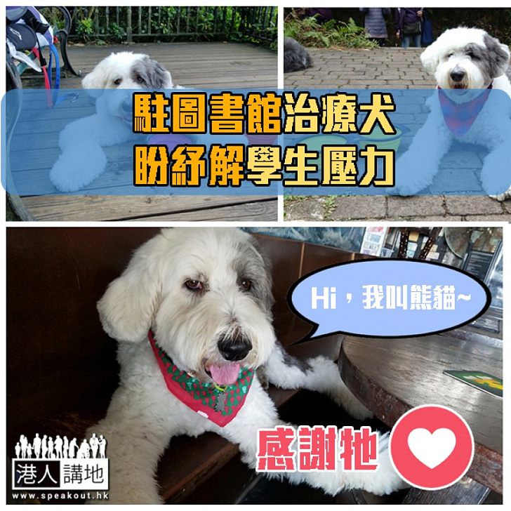 【紓解壓力】港大圖書館首推駐館治療犬計劃