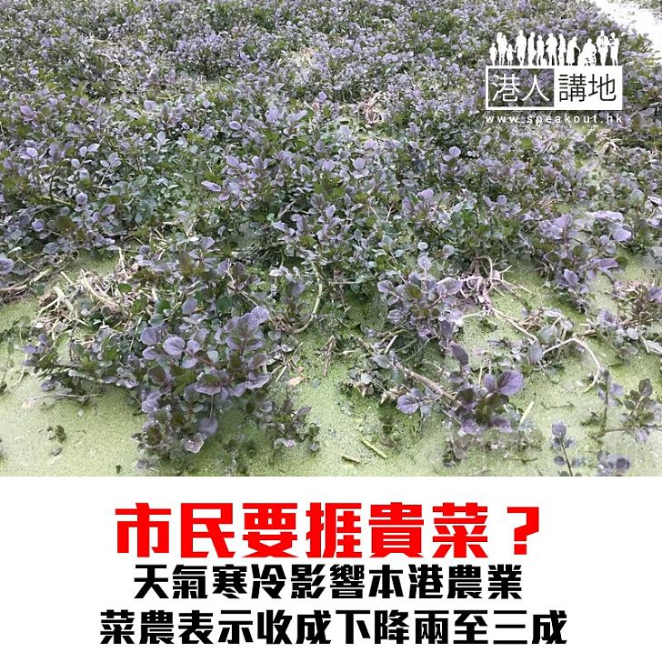 【焦點新聞】市民要捱貴菜?天氣寒冷影響本港農業 菜農表示收成下降兩至三成