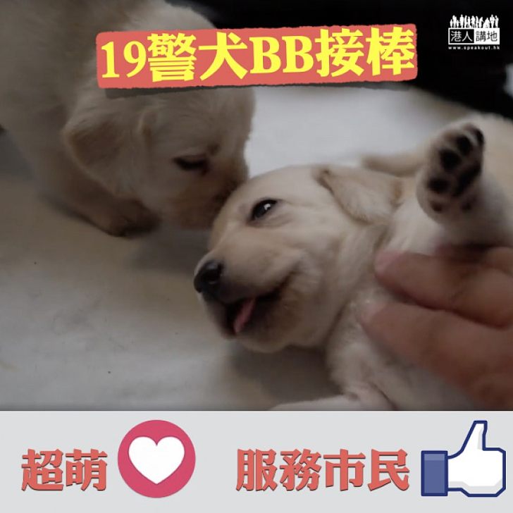 【新紮「警犬」】警犬現退休潮 19隻「警犬bb」接棒