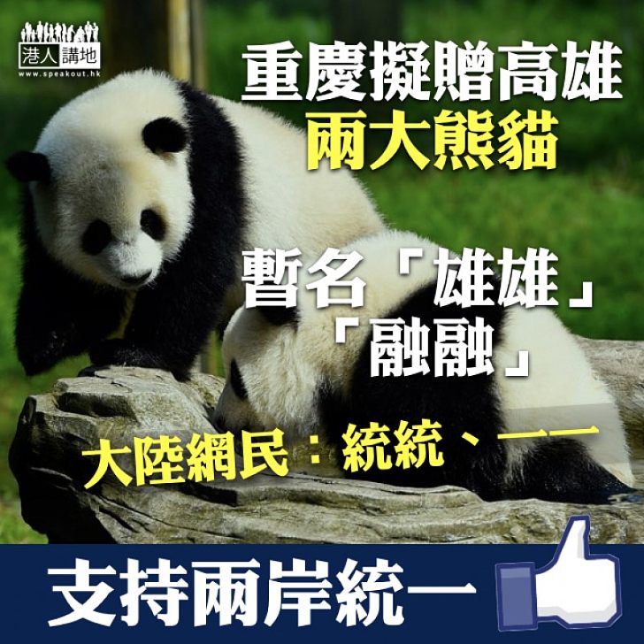 【送贈熊貓】重慶擬贈兩熊貓予高雄暫名「雄雄」「融融」 大陸網民:統統、一一