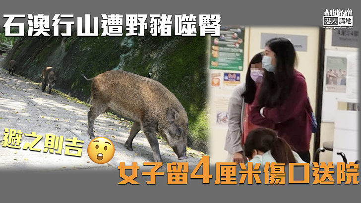 【野豬傷人?】石澳行山遭野豬噬臀 女子留4厘米傷口送院