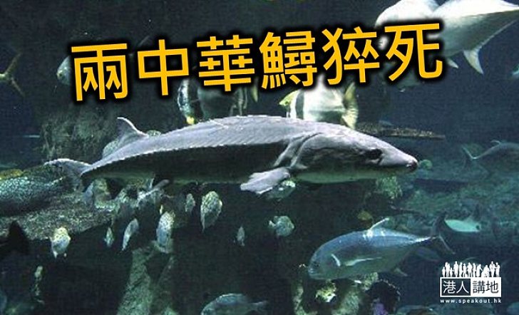 海洋公園兩中華鱘受感染身亡