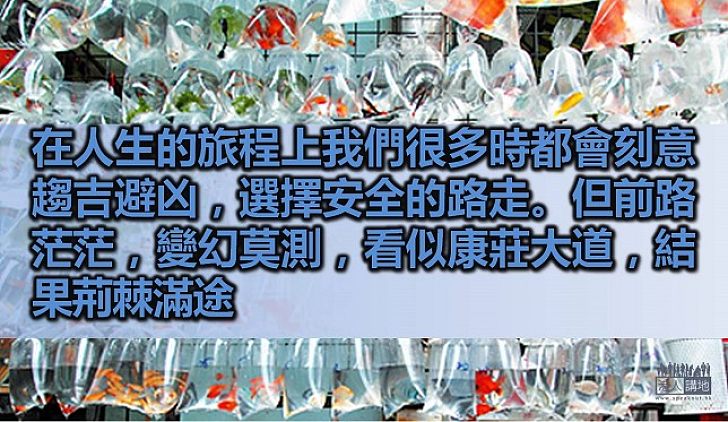 從金魚的命運觀看人生