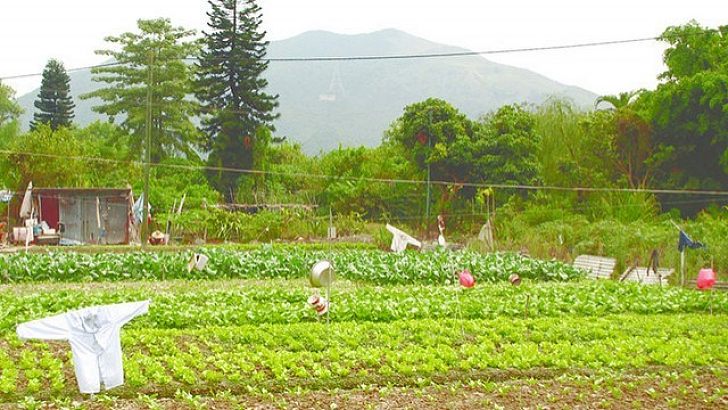 加辣拓新東北 官商民保四贏