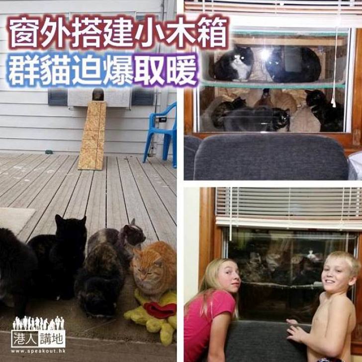 【好人好事】窗外搭建小木箱 群貓迫爆取暖