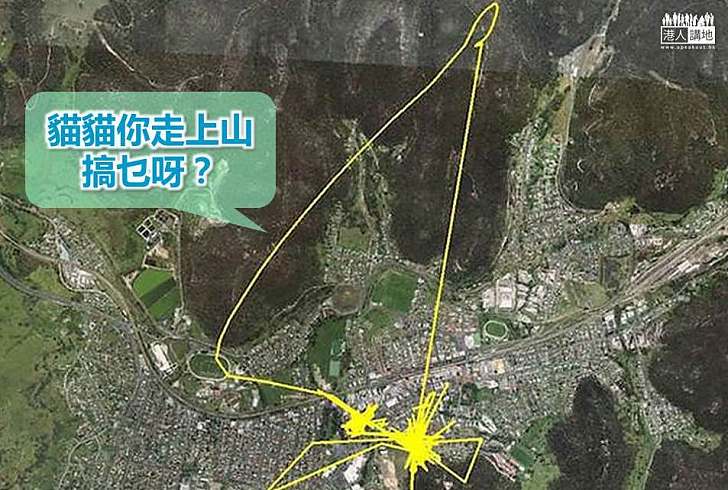 【世界搜奇】原來貓貓趁主人睡著時會走這麼遠?