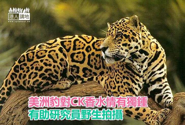 【動物奇趣】美洲豹對CK香水情有獨鍾 有助研究員野生拍攝