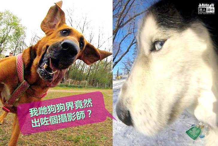 【世界搜奇】最生動全神狗狗照片 由狗狗親自操刀