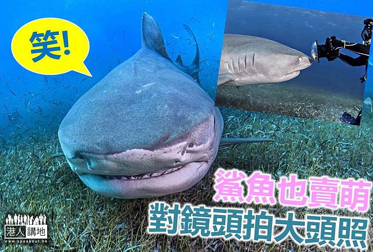 【世界搜奇】1、2、3 笑！ 鯊魚好奇拍大頭照