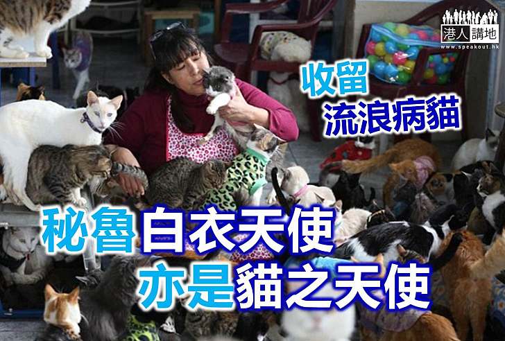 【好人好事】讓牠們帶著愛離開 秘魯護士照顧過百病貓