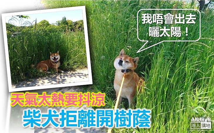 【動物內心話】柴犬的堅持：別想我踏出陰影一步