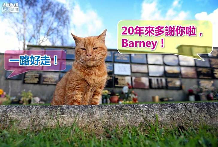 【暖心故事】20年來在墳場給人慰藉 貓貓Barney逝世