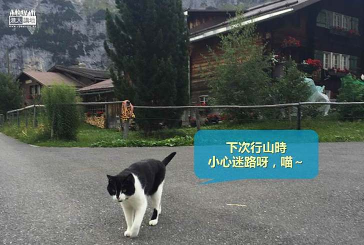 【世界搜奇】瑞士叢林中迷路 男子幸得貓貓領路