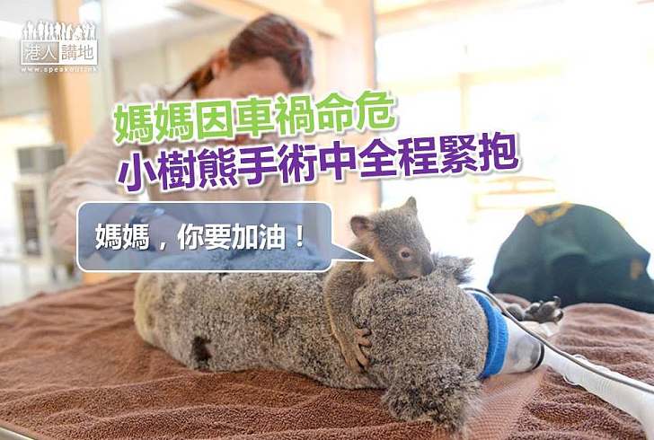 【暖心故事】媽媽因車禍命危 小樹熊手術中全程緊抱
