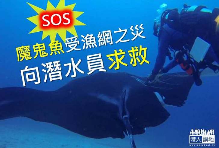 【生態保育】魔鬼魚受漁網之災  向潛水員求救