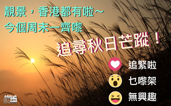 【親親大自然】郊遊好去處 漫山遍野金黃色芒